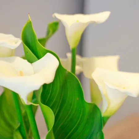 بيت للعطل Es Badiu *