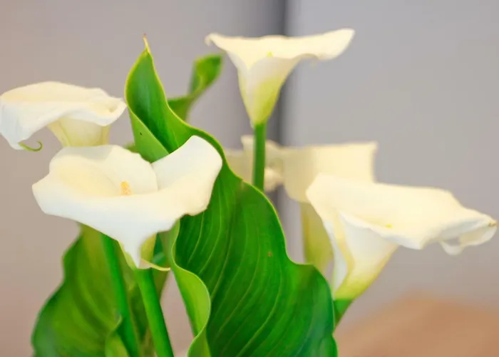 Holiday home Es Badiu *